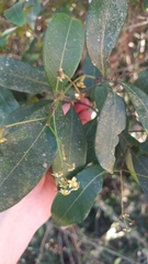 Nectandra