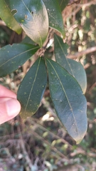 Nectandra