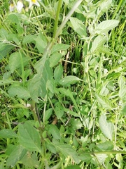 Jaltomata procumbens