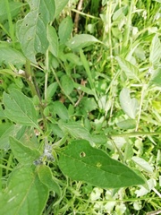 Jaltomata procumbens