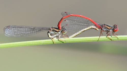 Small Red Damselfly