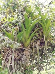 Tillandsia fendleri