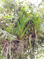 Tillandsia fendleri