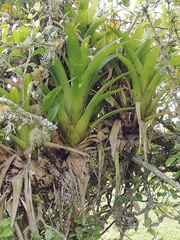 Tillandsia fendleri