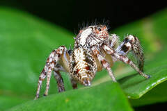 Cytaea
