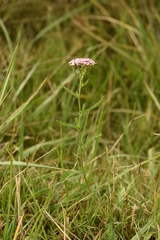 Achillea aspleniifolia