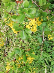 Acacia paradoxa