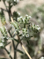 Johnstonella