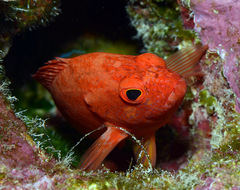 Cephalopholis spiloparaea