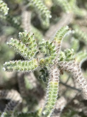 Johnstonella