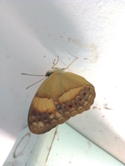 Cupha prosope