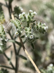 Johnstonella