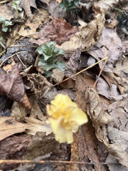 Obolaria virginica