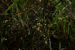 Scaphyglottis