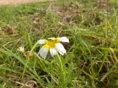Cladanthus mixtus