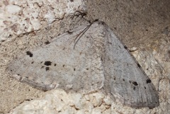 Digrammia pallidata