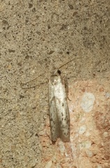 Hypatopa punctiferella