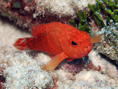 Cephalopholis urodeta