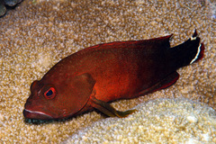 Cephalopholis urodeta