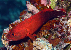 Cephalopholis urodeta