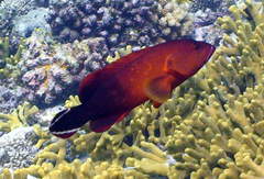 Cephalopholis urodeta