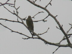 Chloris chloris aurantiiventris