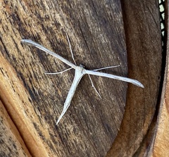 Hellinsia homodactylus