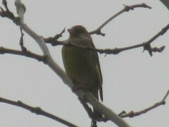 Chloris chloris aurantiiventris