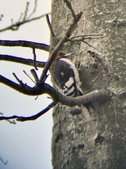 Melanerpes erythrocephalus