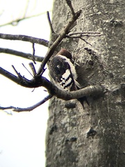 Melanerpes erythrocephalus