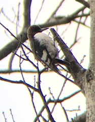 Melanerpes erythrocephalus