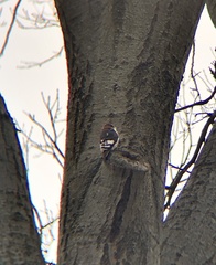 Melanerpes erythrocephalus