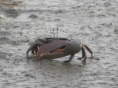 Uca maracoani
