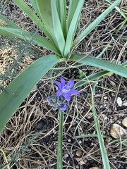 Scilla odorata