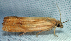 Eucosma radiatana