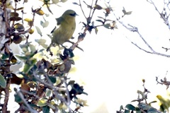 Chlorodrepanis virens