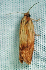 Eucosma radiatana