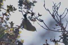 Chlorodrepanis virens