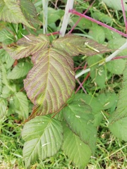 Rubus urticifolius