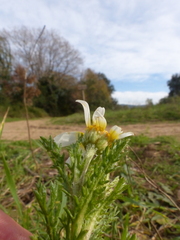Cladanthus mixtus