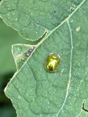 Charidotella succinea