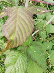 Rubus urticifolius