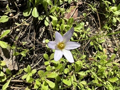 Romulea bulbocodium