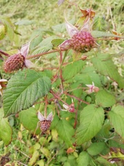 Rubus urticifolius