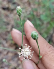 Acourtia scapiformis