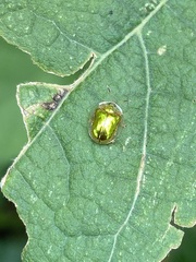 Charidotella succinea