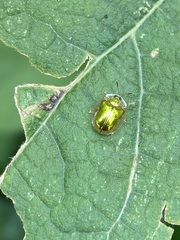 Charidotella succinea