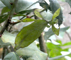 Phyllium philippinicum