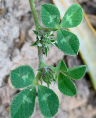 Trifolium scabrum