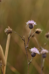 Cirsium brachycephalum